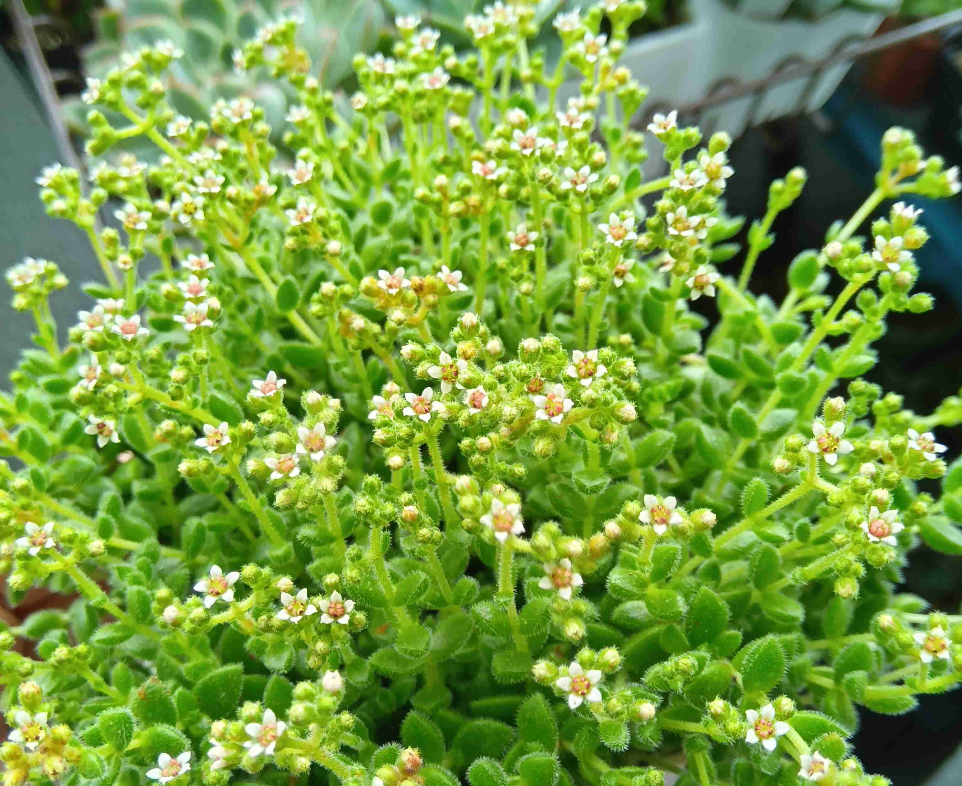 多肉植物愛好会🌵