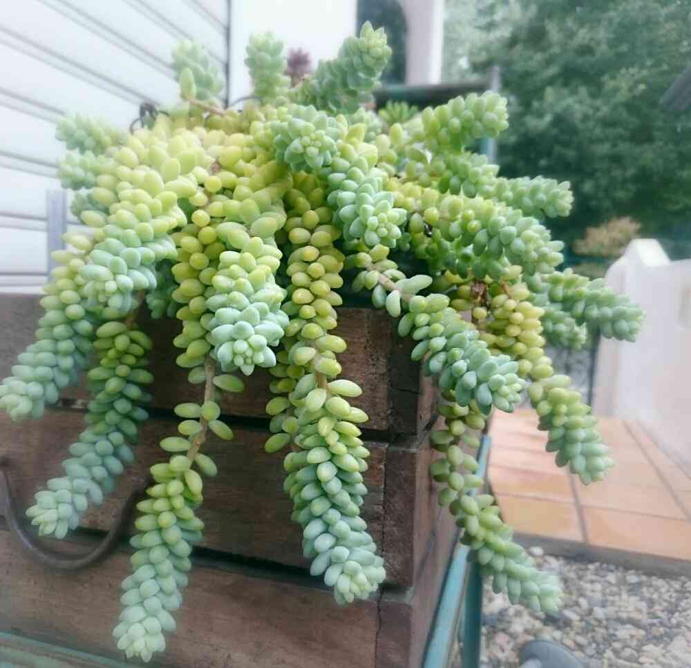 多肉植物愛好会🌵