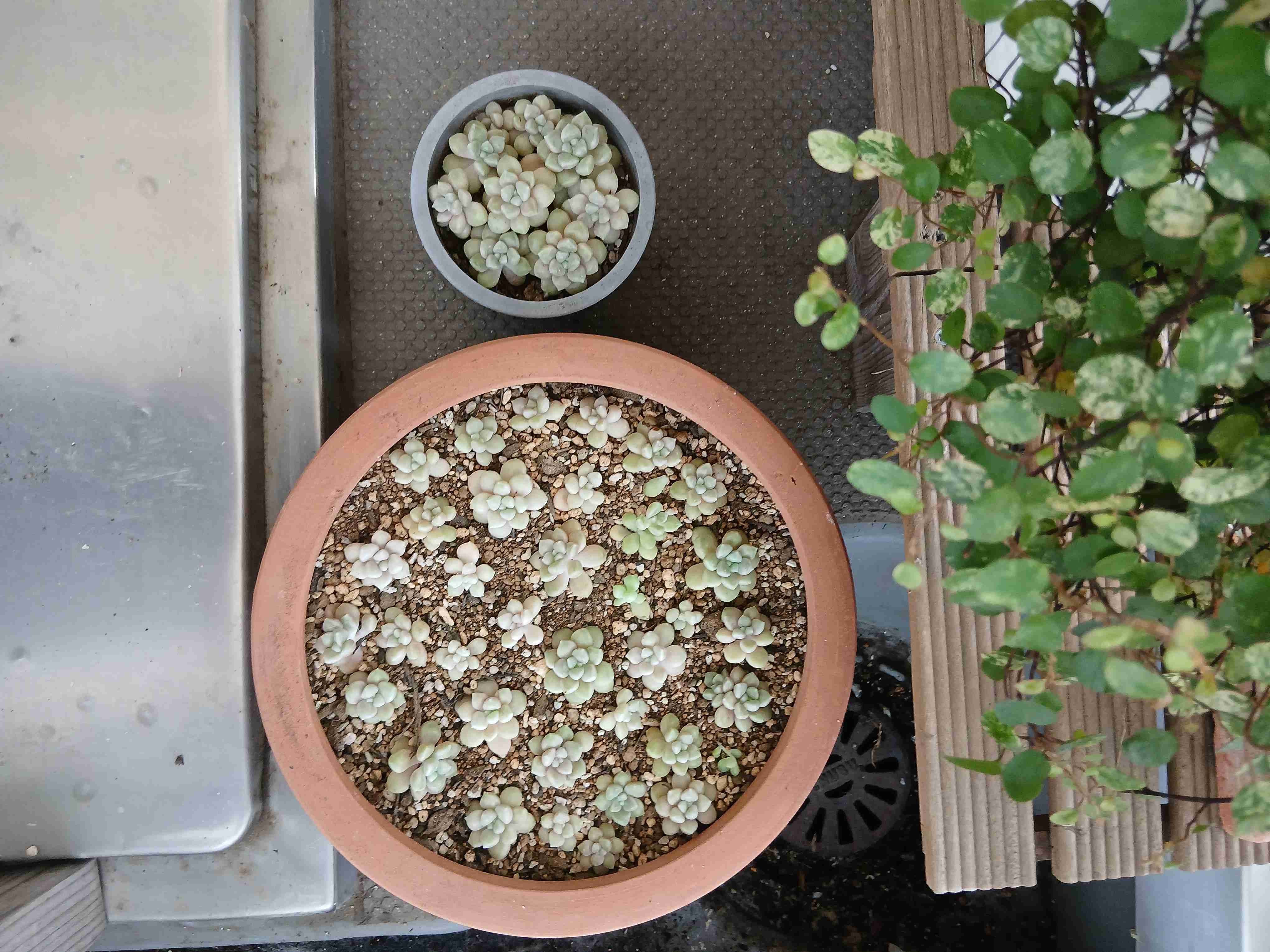 多肉植物愛好会🌵