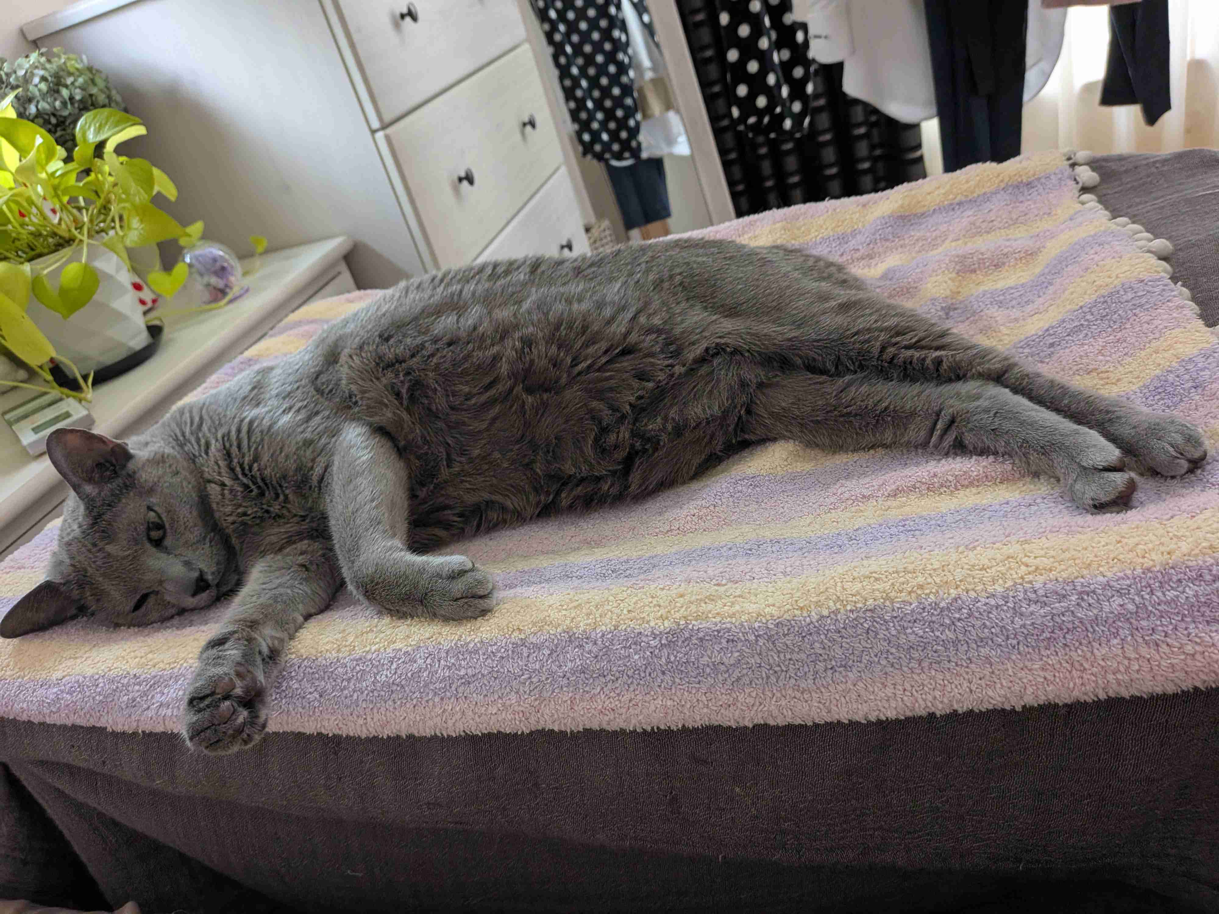 飼い猫に踏まれますか?
