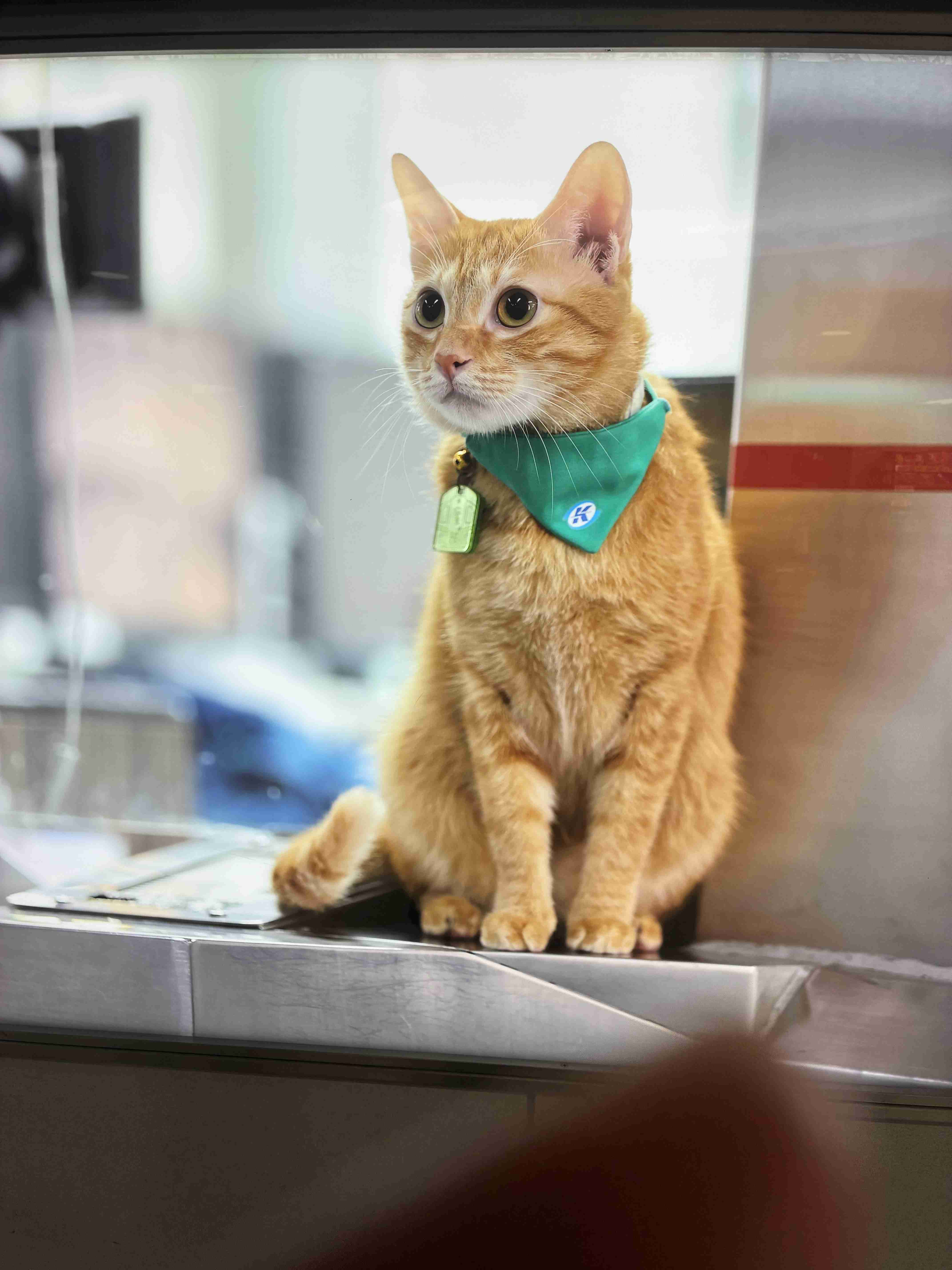 飼い猫に踏まれますか?
