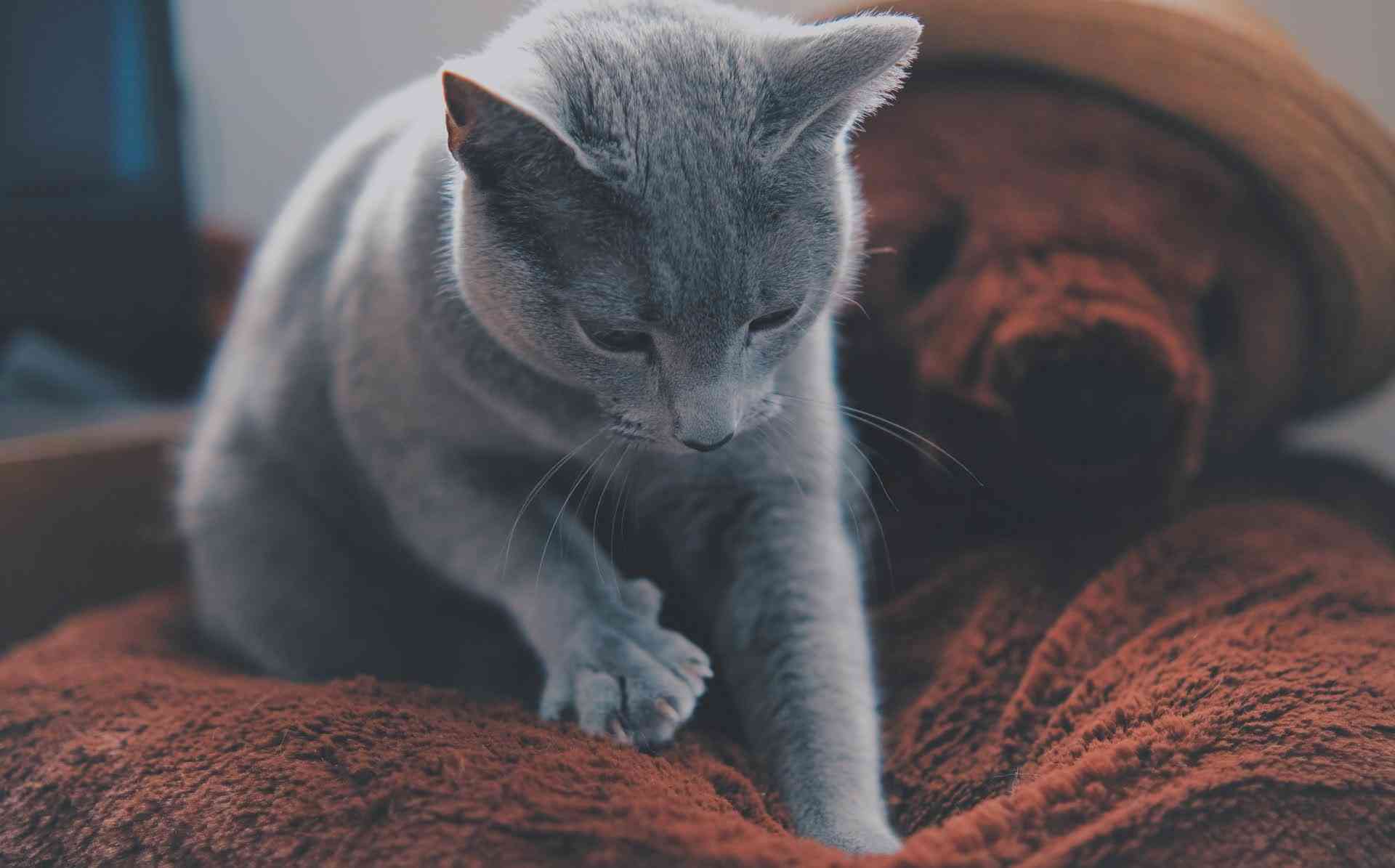 飼い猫に踏まれますか?