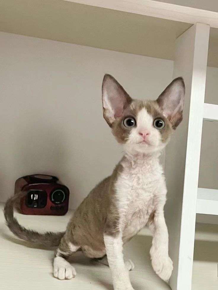 猫YouTuberになりたい