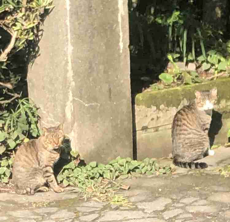 (仕事)基本業務以外したくない。
