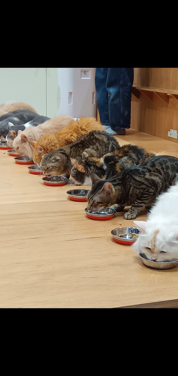 イオンモール熊本の「猫カフェ」 猫、現在も取り残される 運営会社が発表「避難準備中に爆発が発生」