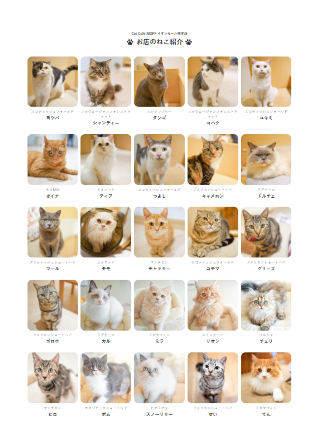 イオンモール熊本の「猫カフェ」 猫、現在も取り残される 運営会社が発表「避難準備中に爆発が発生」