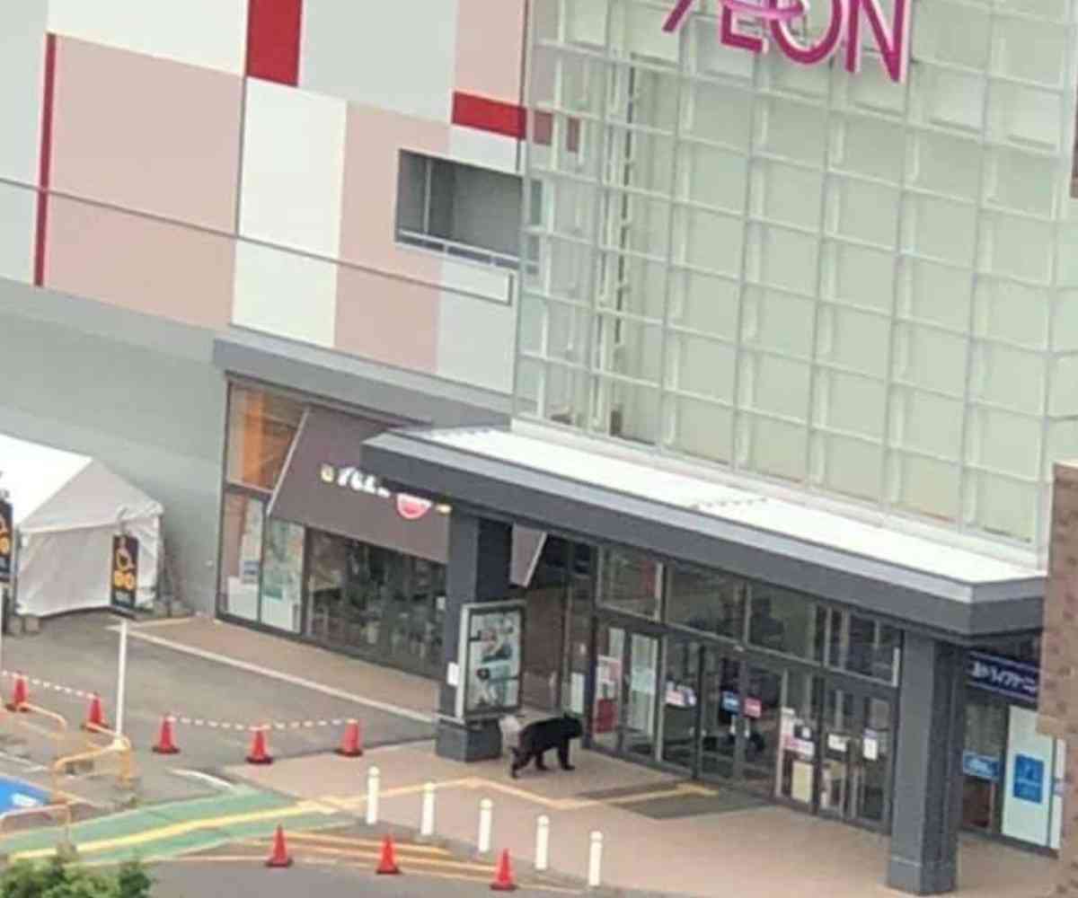 イオンモール熊本の「猫カフェ」 猫、現在も取り残される 運営会社が発表「避難準備中に爆発が発生」