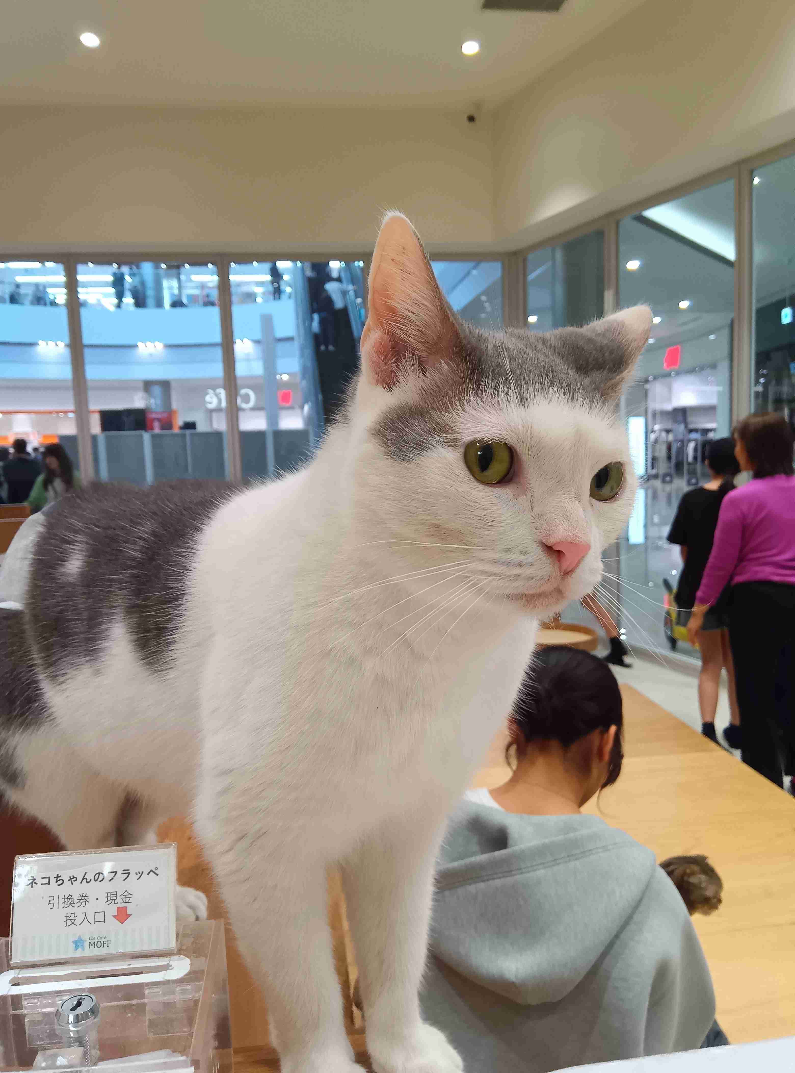 イオンモール熊本の「猫カフェ」 猫、現在も取り残される 運営会社が発表「避難準備中に爆発が発生」