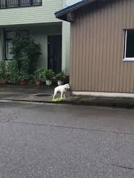 定期的に見たくなる動画