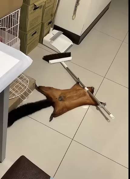 定期的に見たくなる動画
