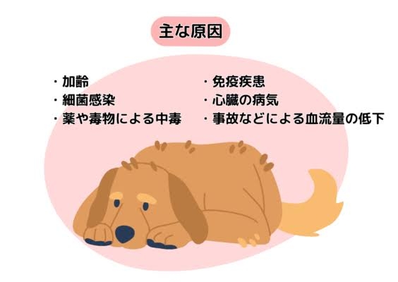 ペットの腎不全