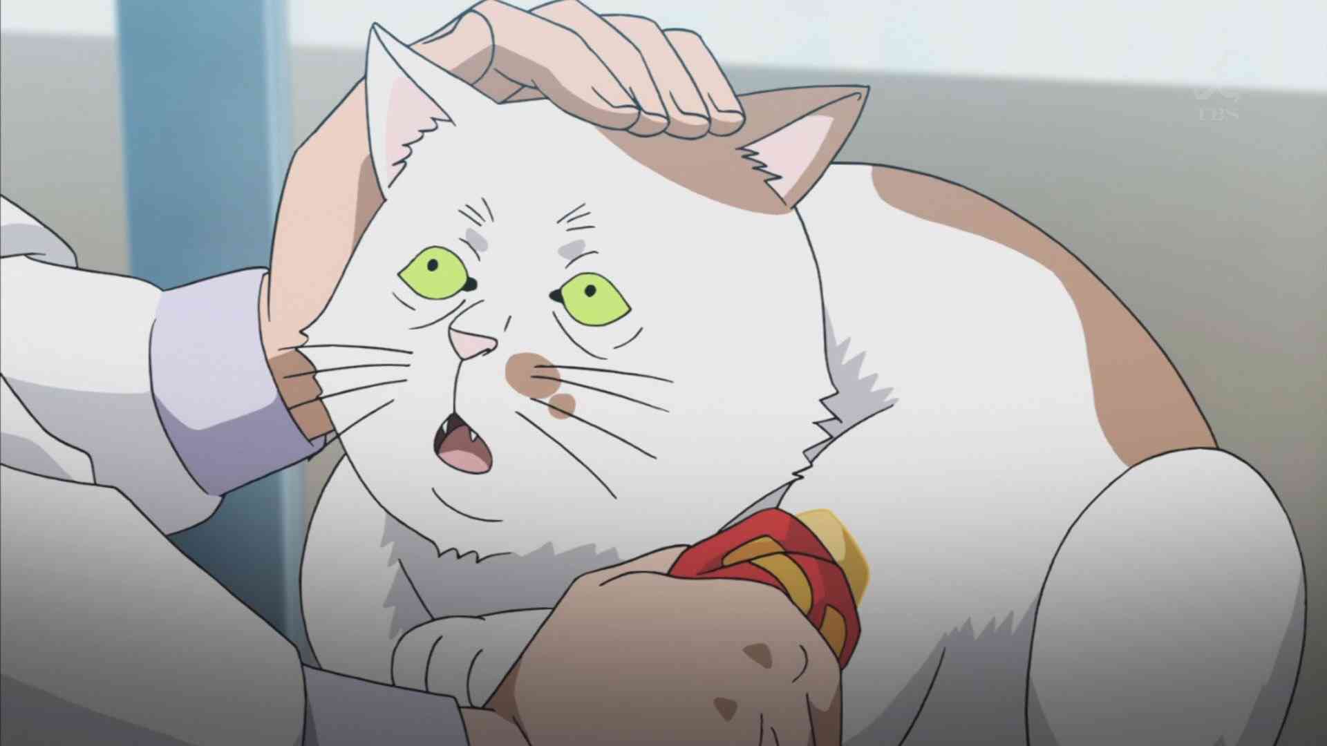 猫の画像だけでどのアニメか当てるスレ