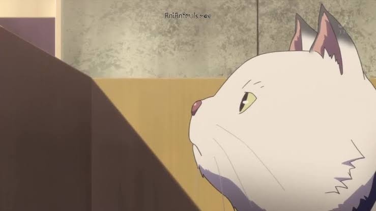 猫の画像だけでどのアニメか当てるスレ