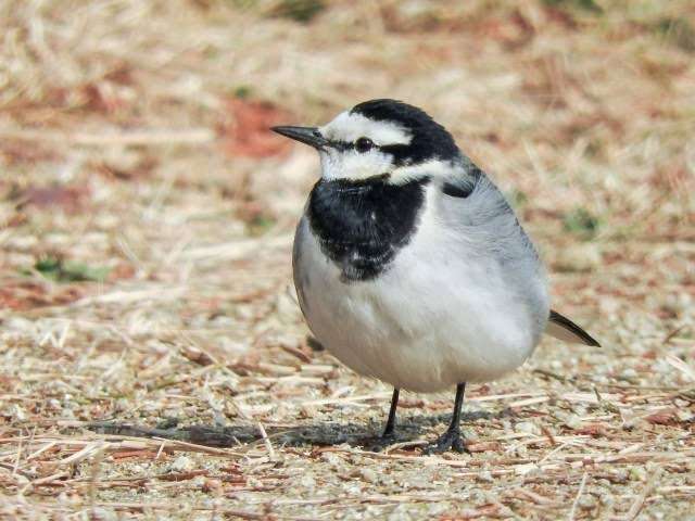 見たことがある野鳥　