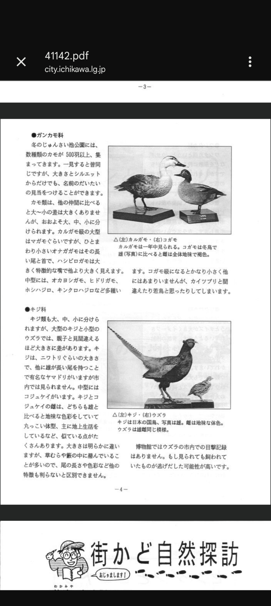 見たことがある野鳥　