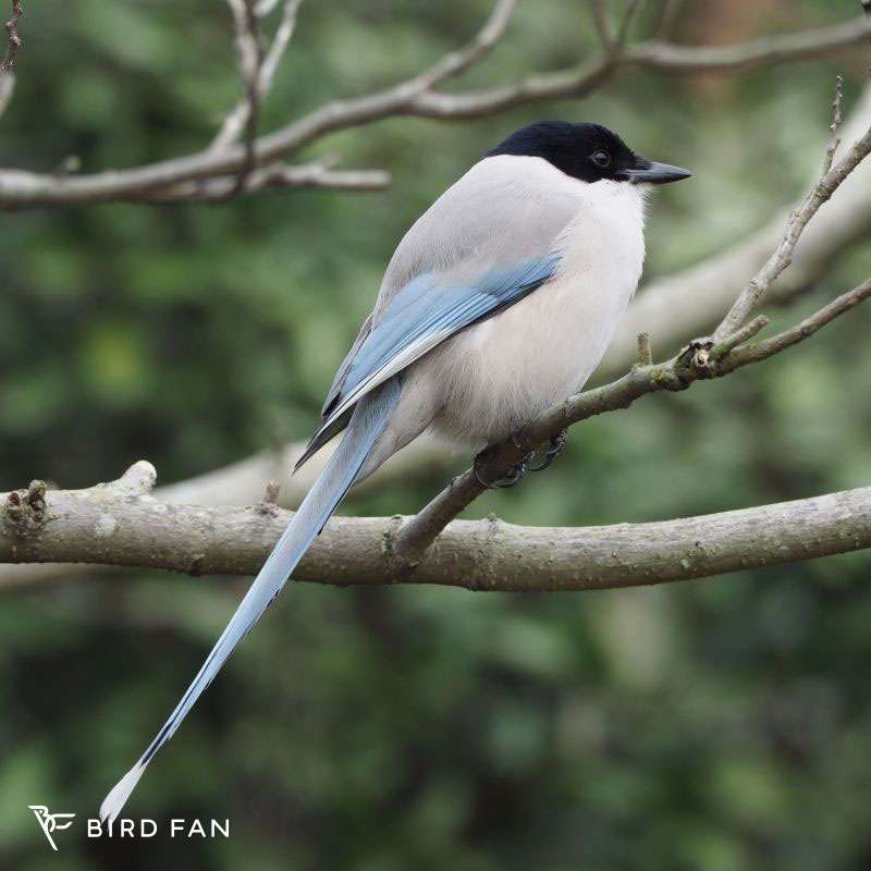 見たことがある野鳥　