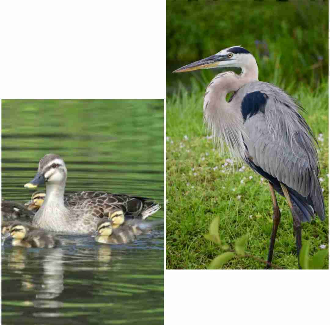 見たことがある野鳥　