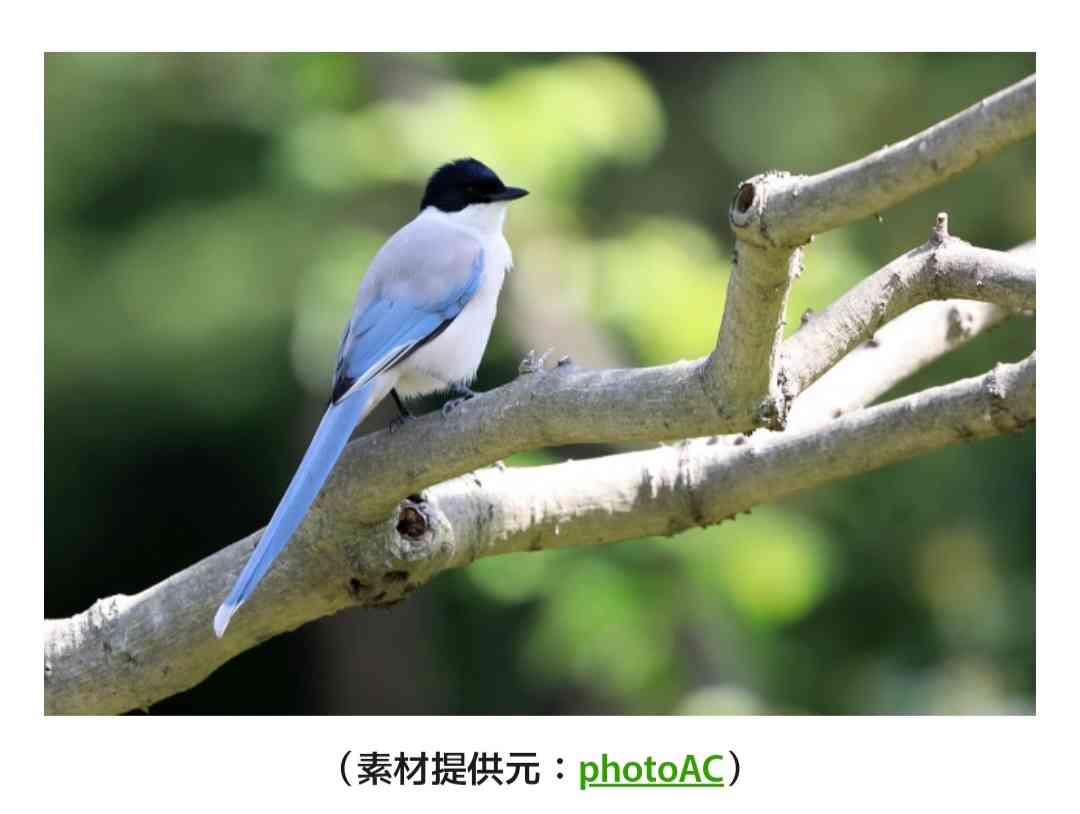 見たことがある野鳥　