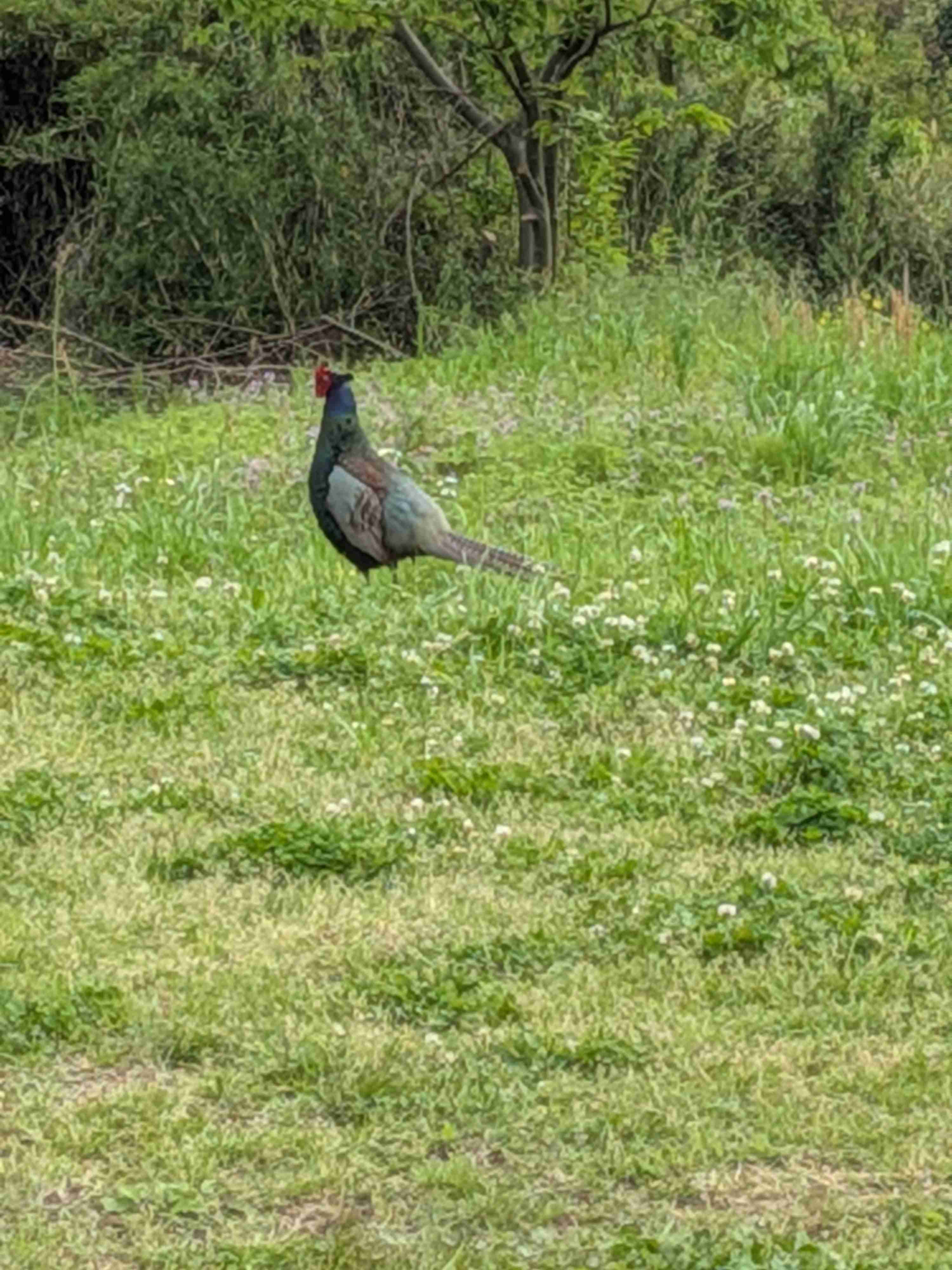見たことがある野鳥　