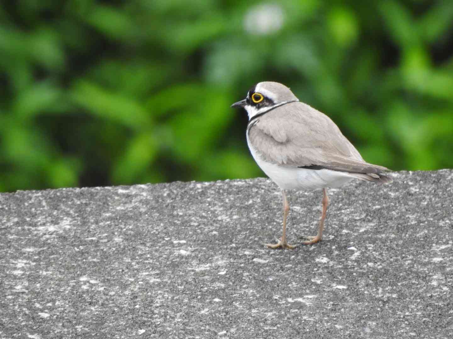 見たことがある野鳥　