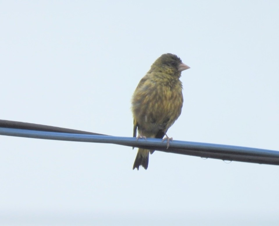 見たことがある野鳥　