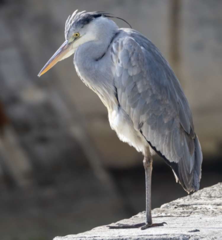 見たことがある野鳥　