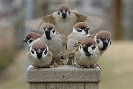 見たことがある野鳥　
