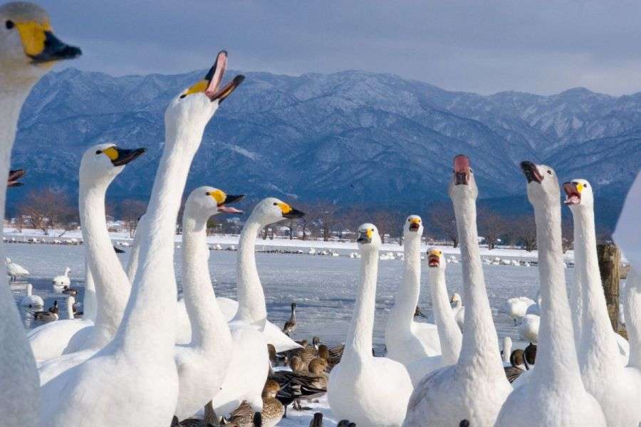 見たことがある野鳥　