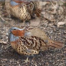 見たことがある野鳥　