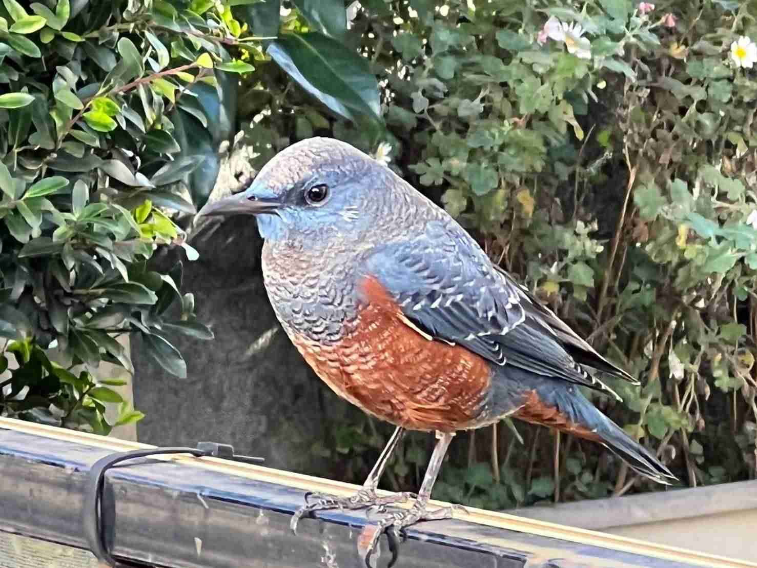 見たことがある野鳥　