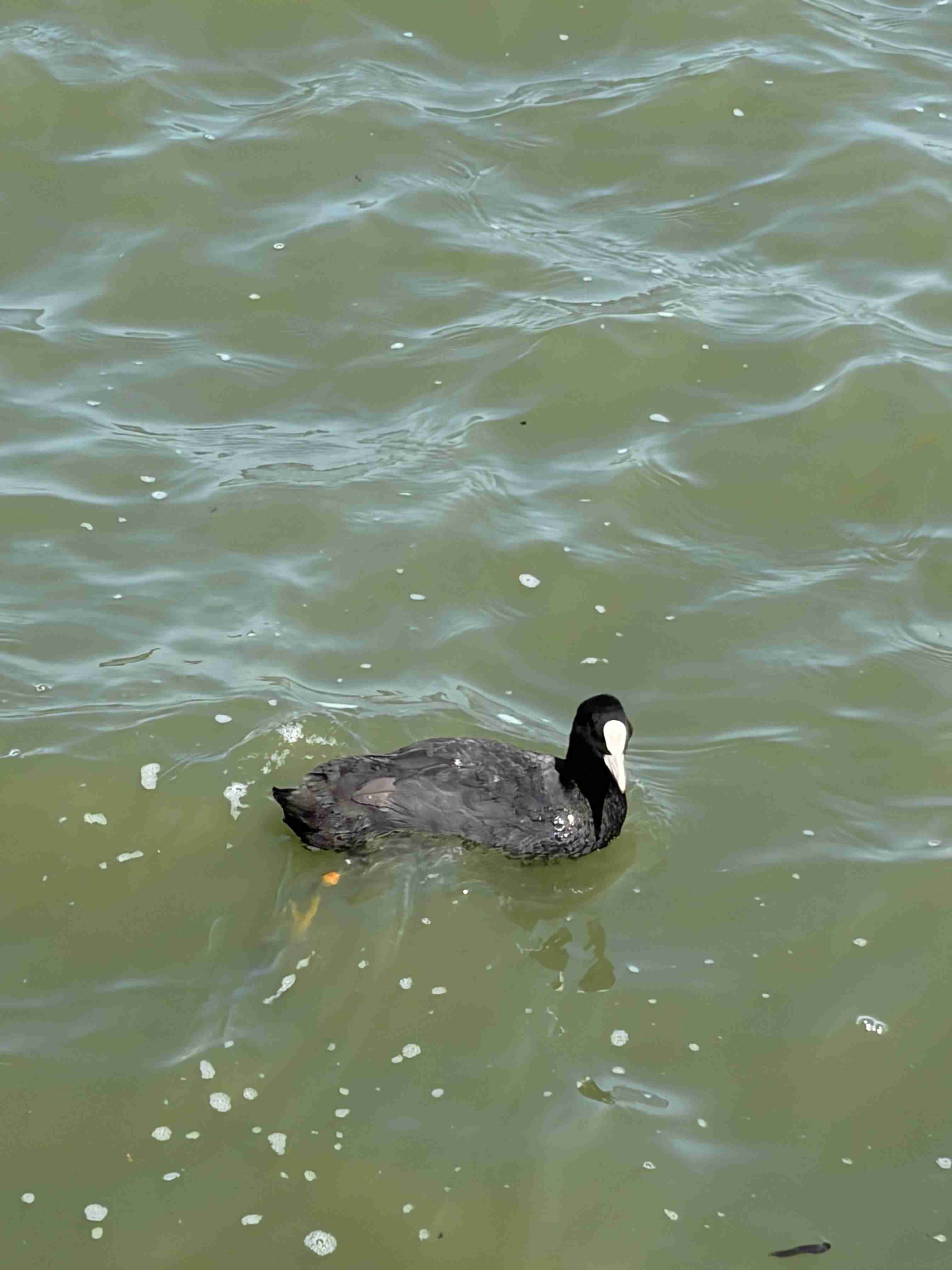 見たことがある野鳥　