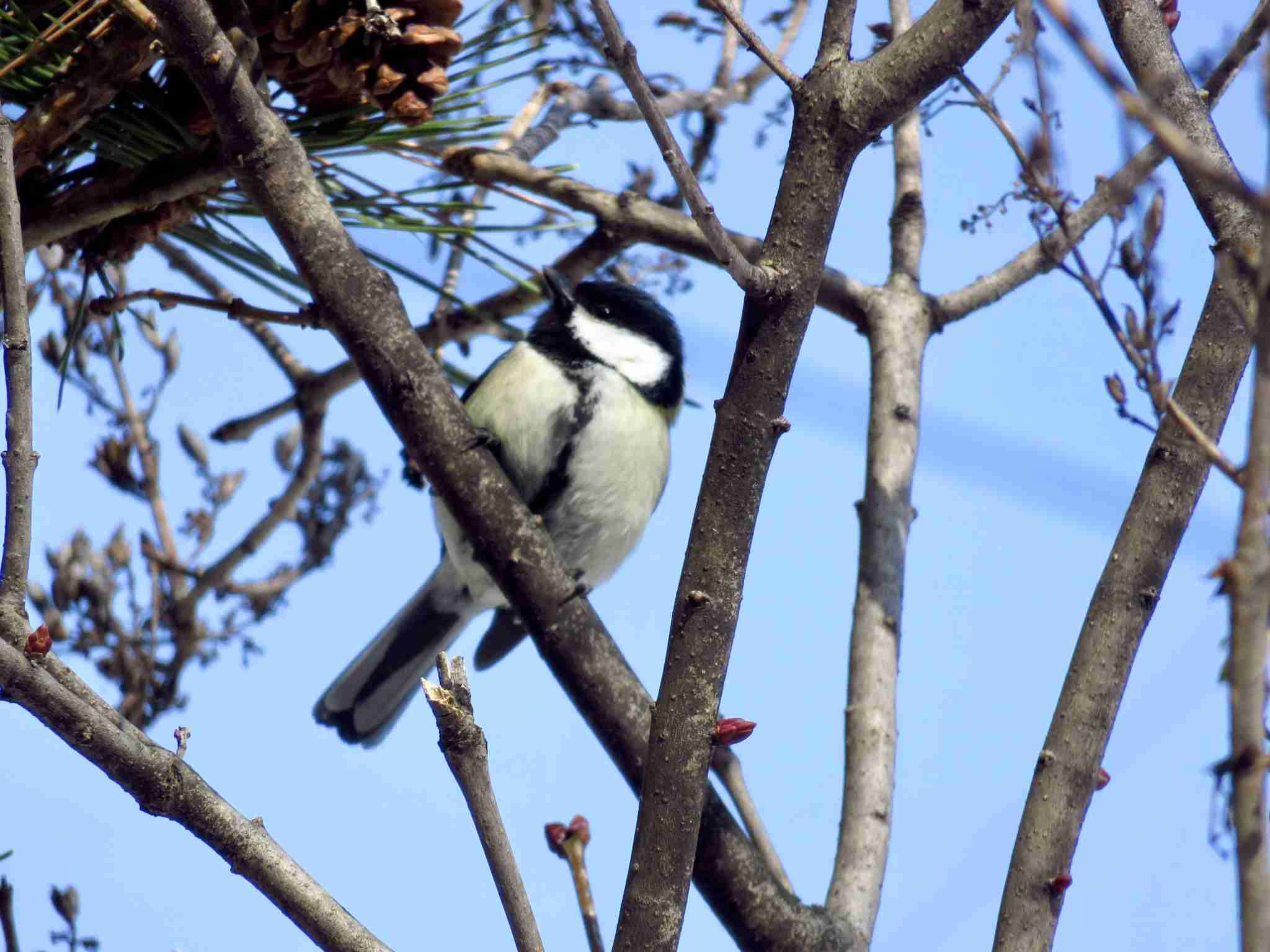 見たことがある野鳥　