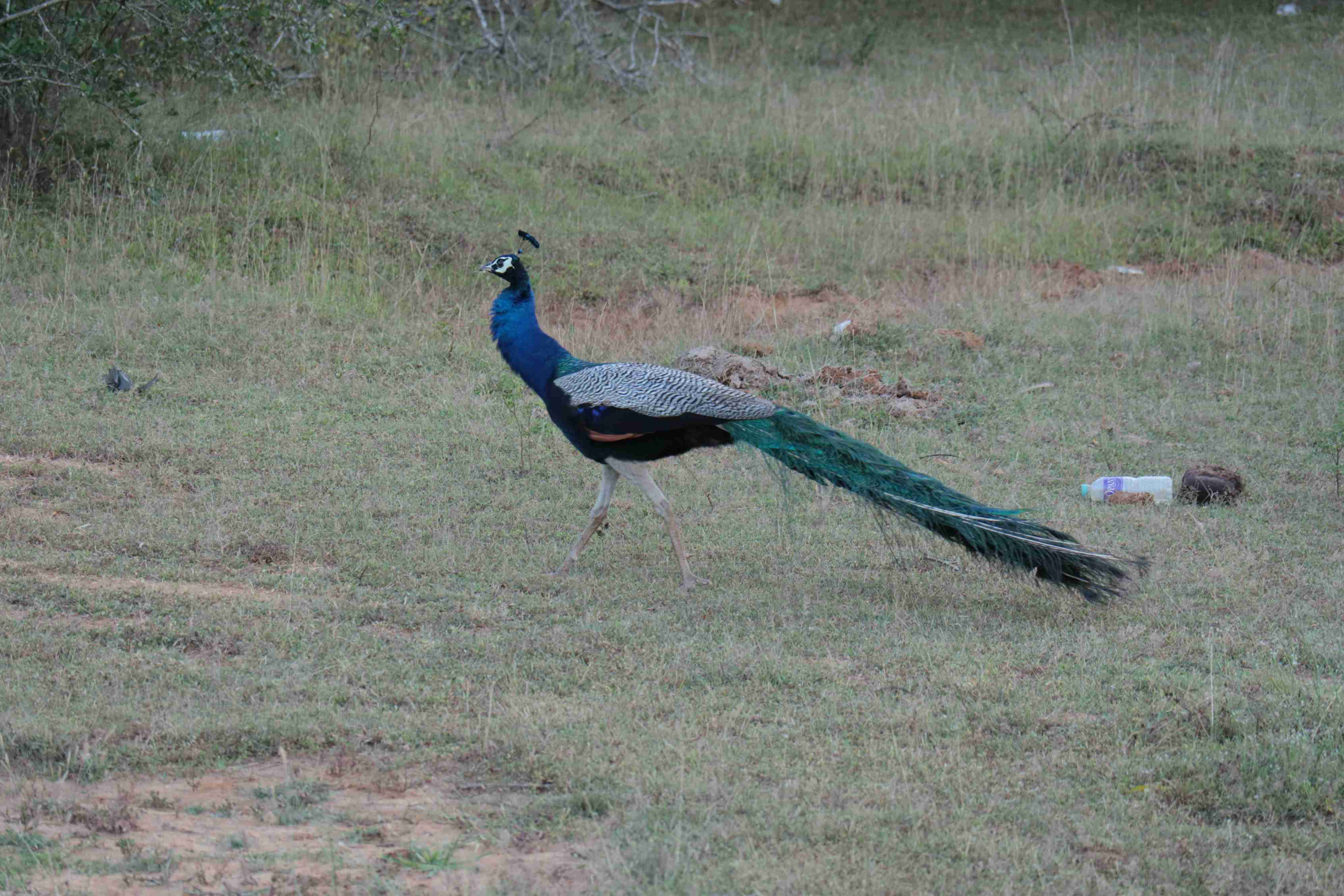 見たことがある野鳥　