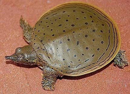 すっぴんが好き