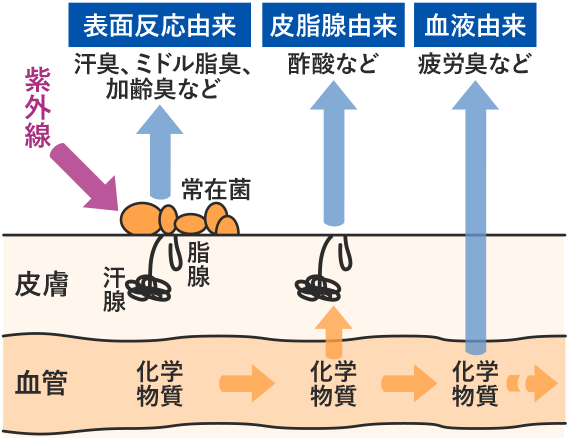 【なぜ?】体臭が酷くなった【改善したい】