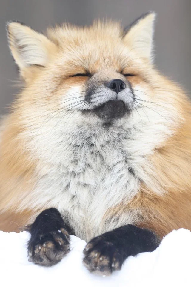 ふわふわのつくねの作り方