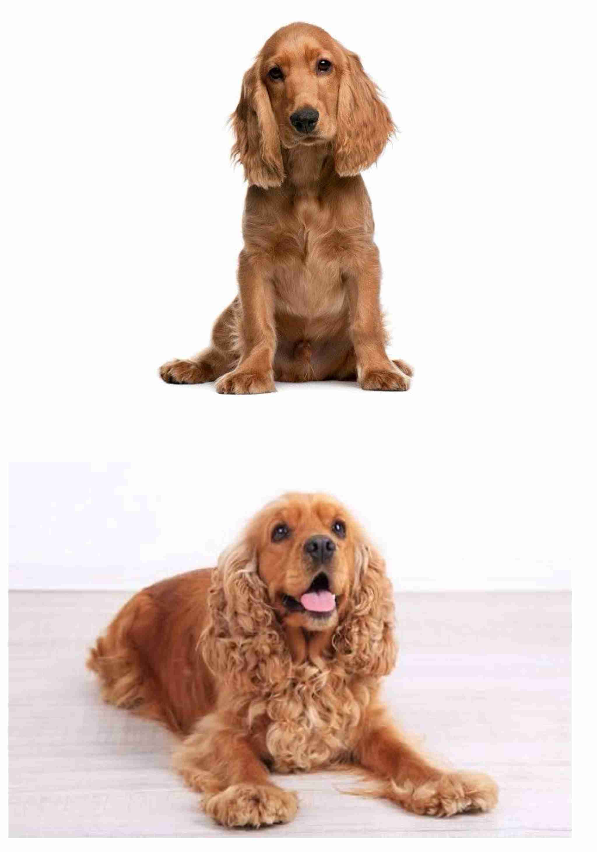 犬飼うなら何犬を飼いたい?