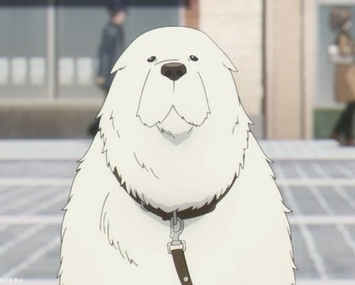 犬飼うなら何犬を飼いたい?
