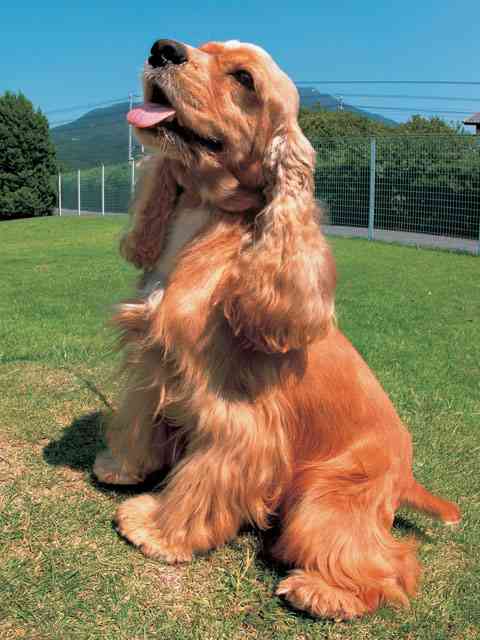 犬飼うなら何犬を飼いたい?