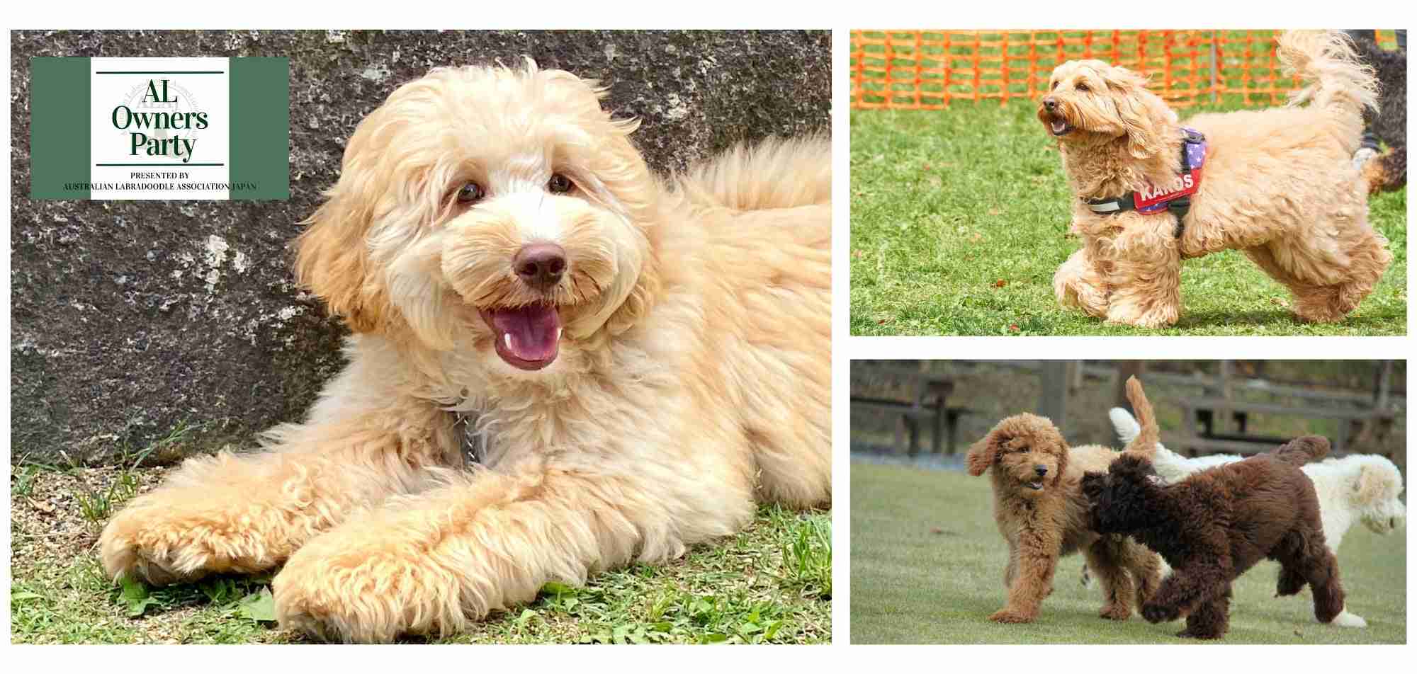 犬飼うなら何犬を飼いたい?