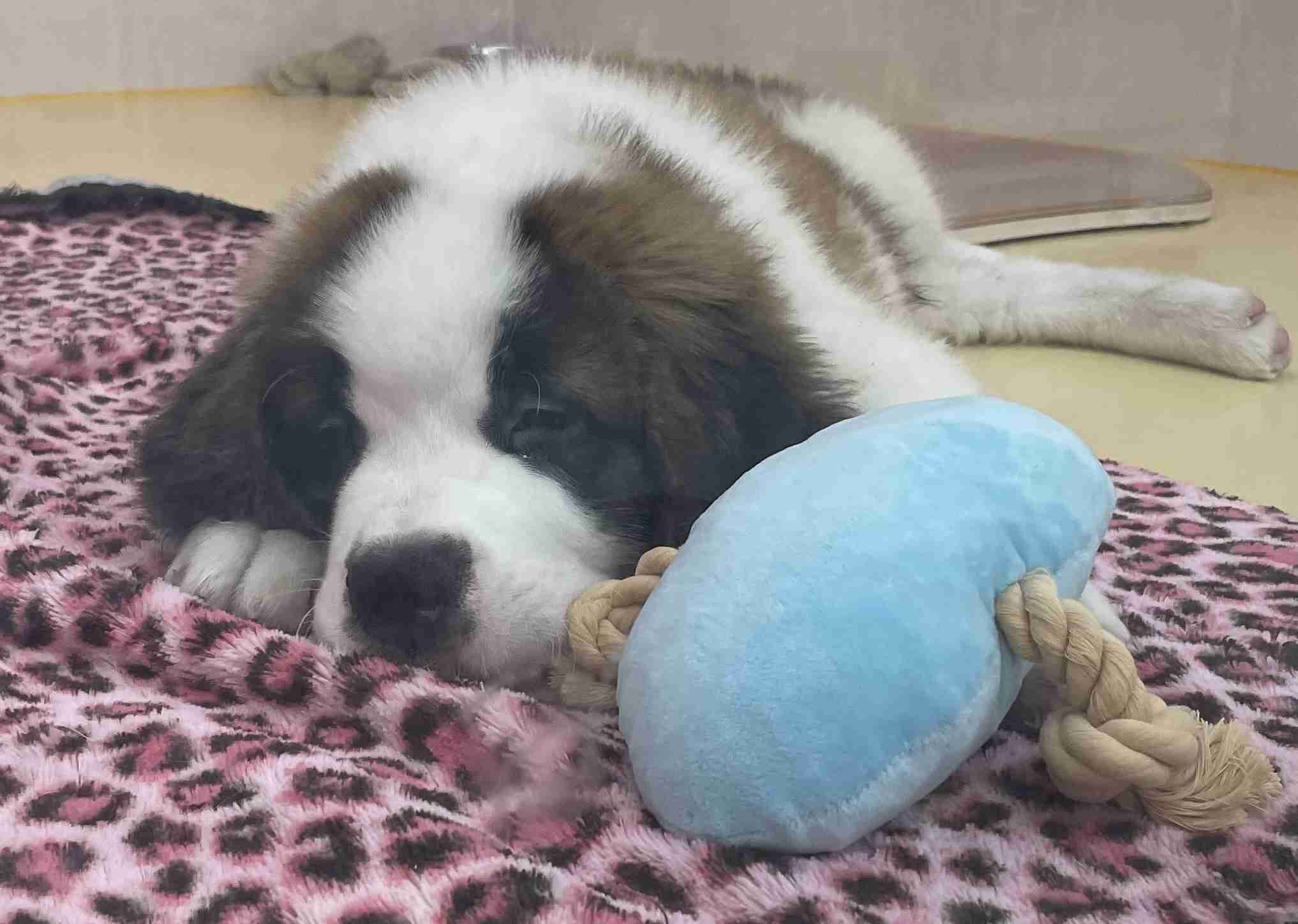 犬飼うなら何犬を飼いたい?