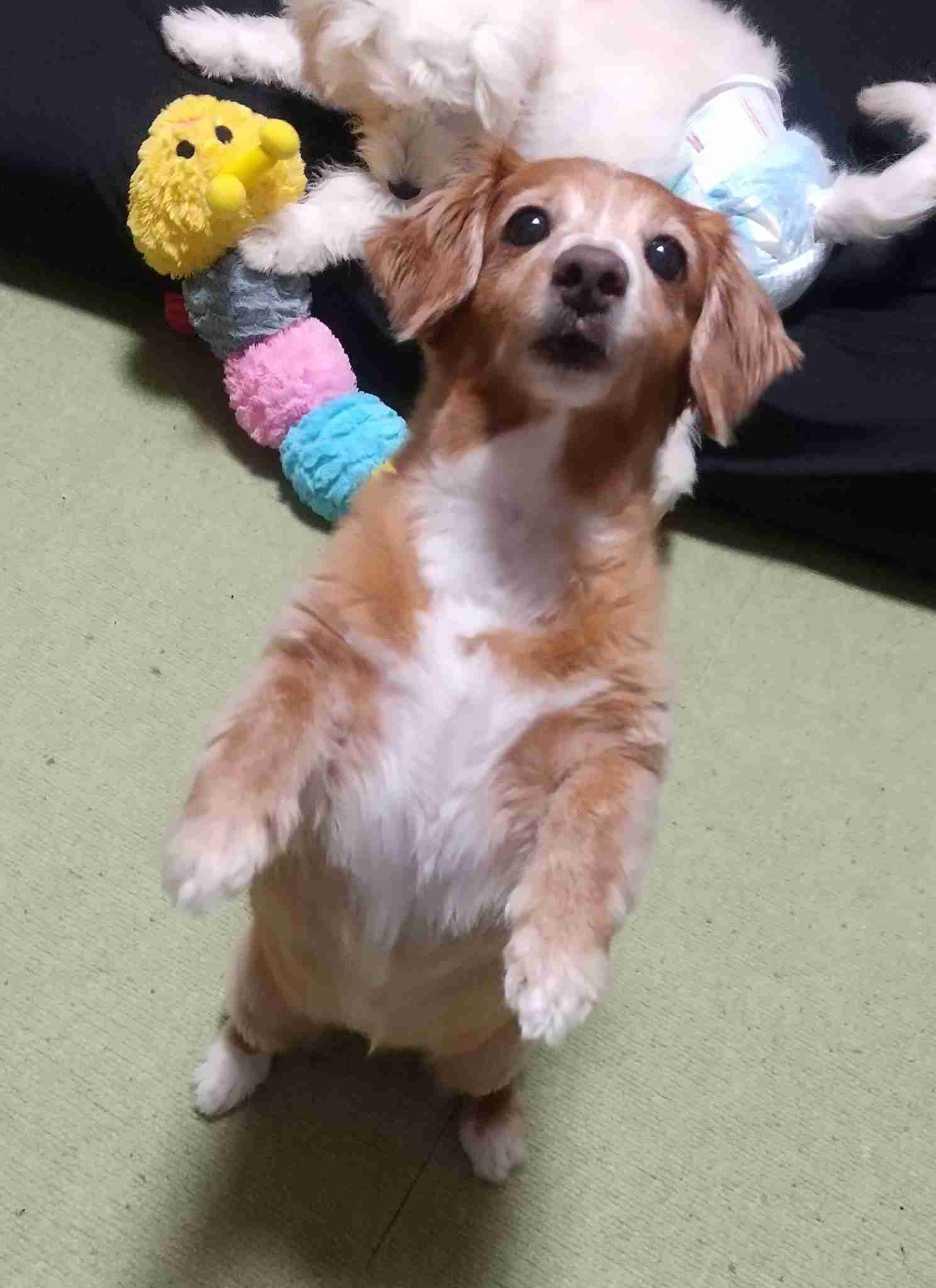 犬飼うなら何犬を飼いたい?