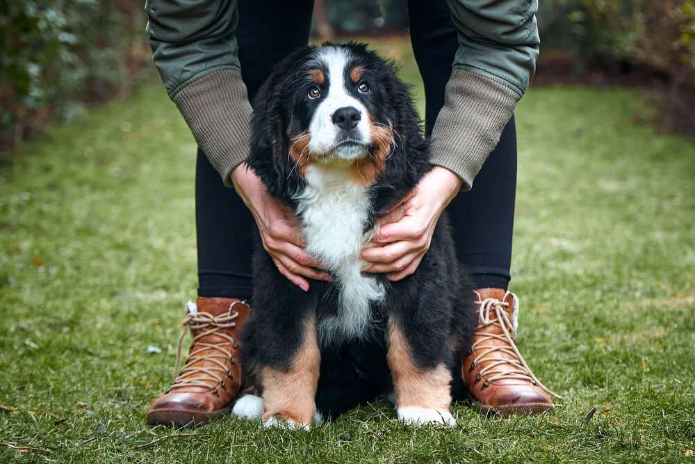 犬飼うなら何犬を飼いたい?