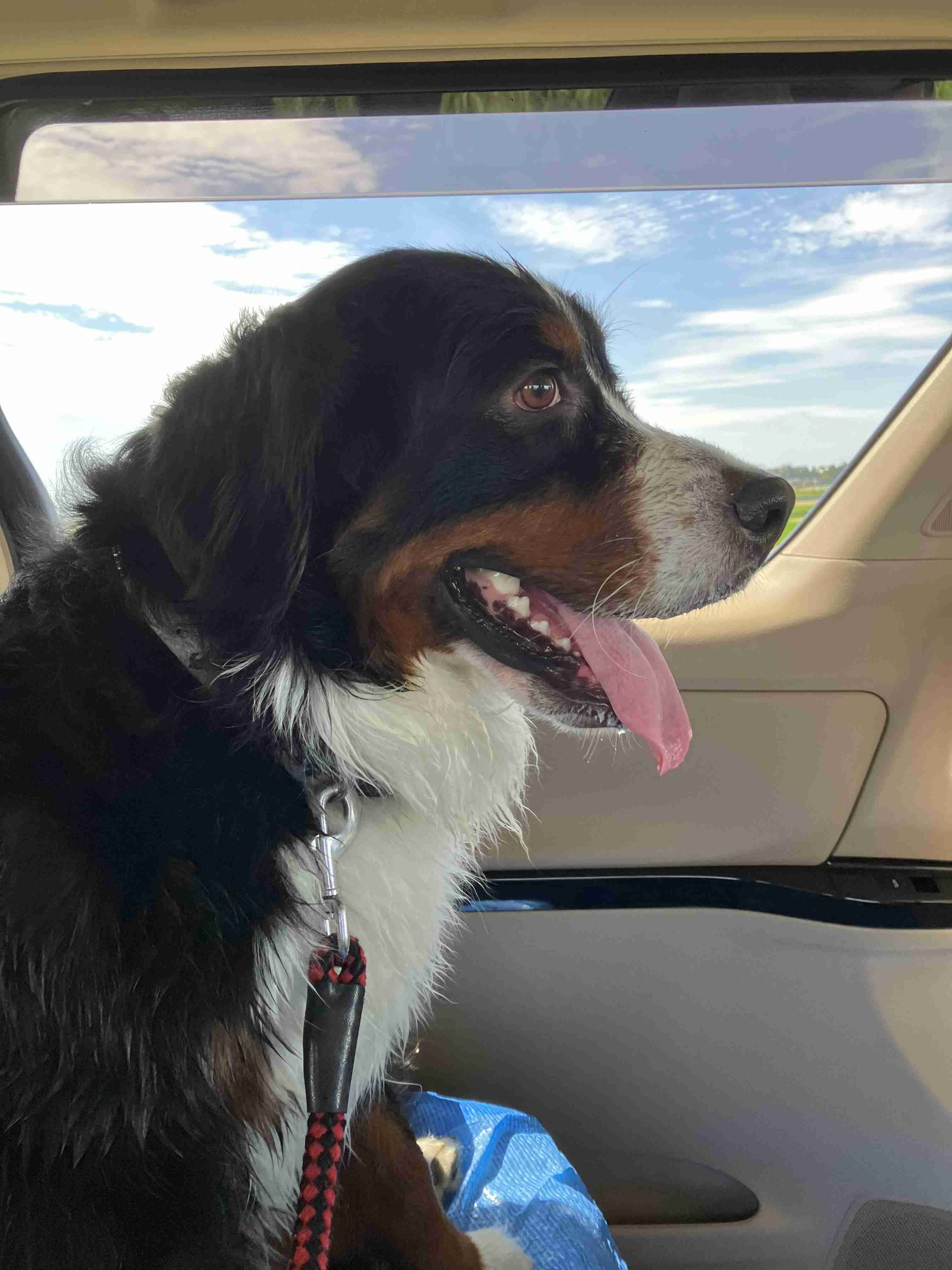 犬飼うなら何犬を飼いたい?