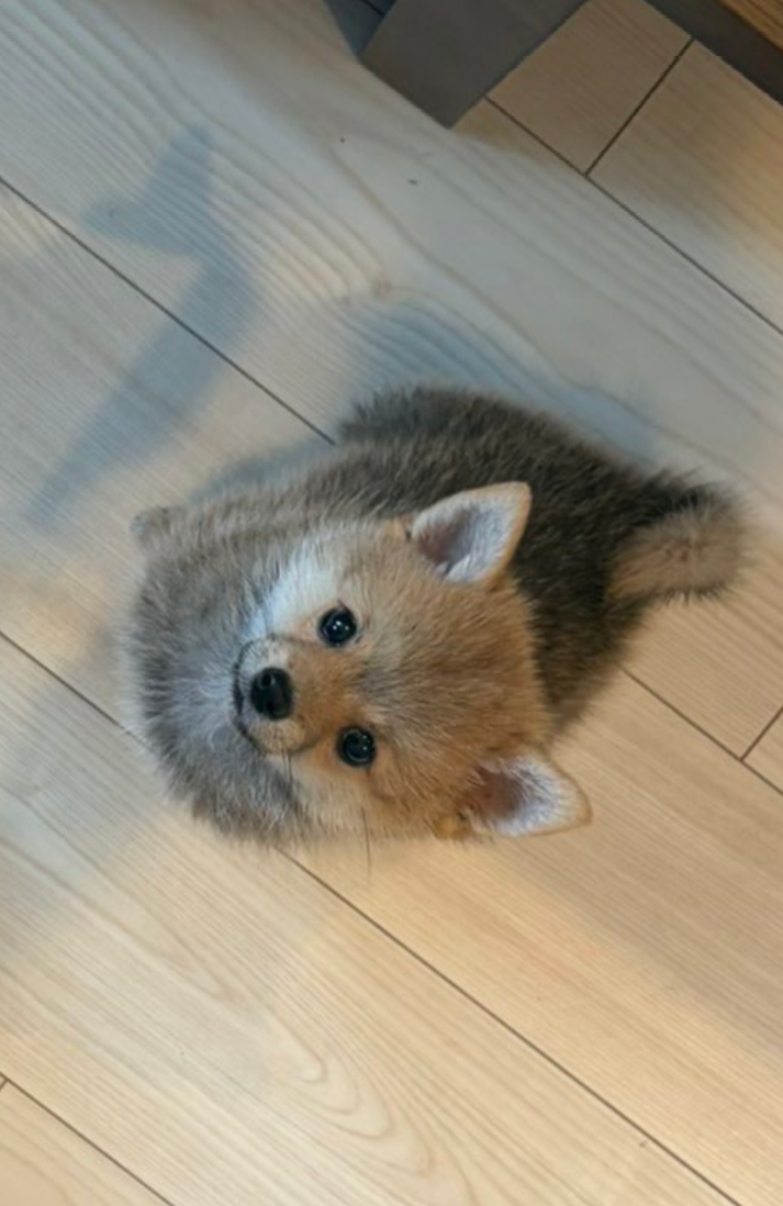 犬飼うなら何犬を飼いたい?