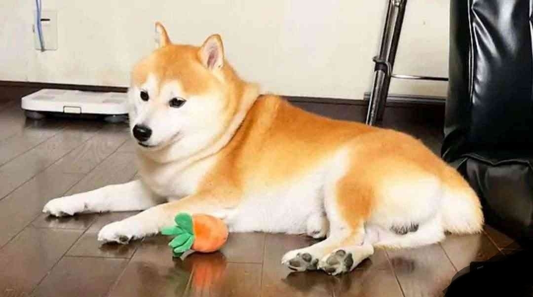 犬飼うなら何犬を飼いたい?