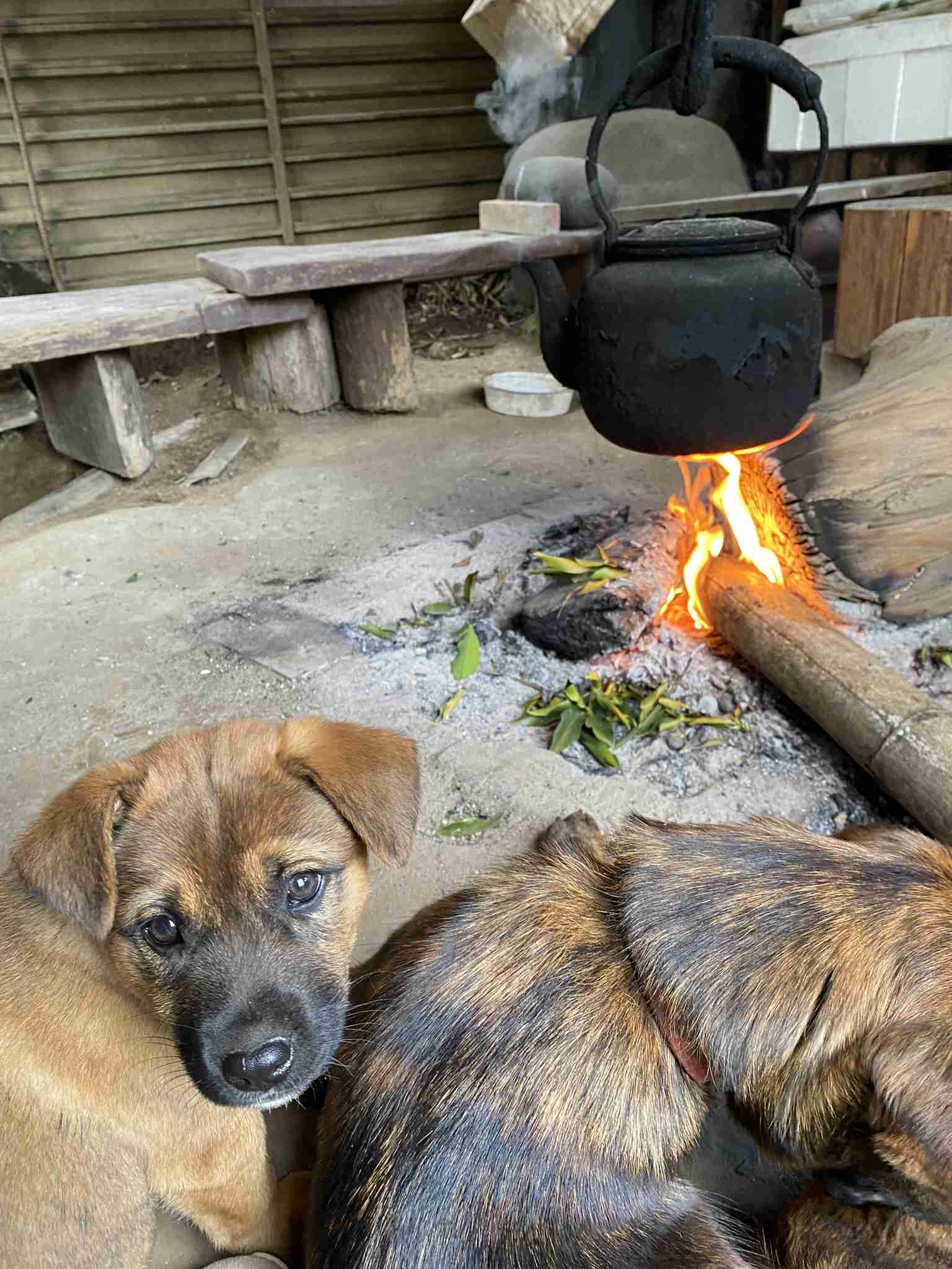 犬飼うなら何犬を飼いたい?