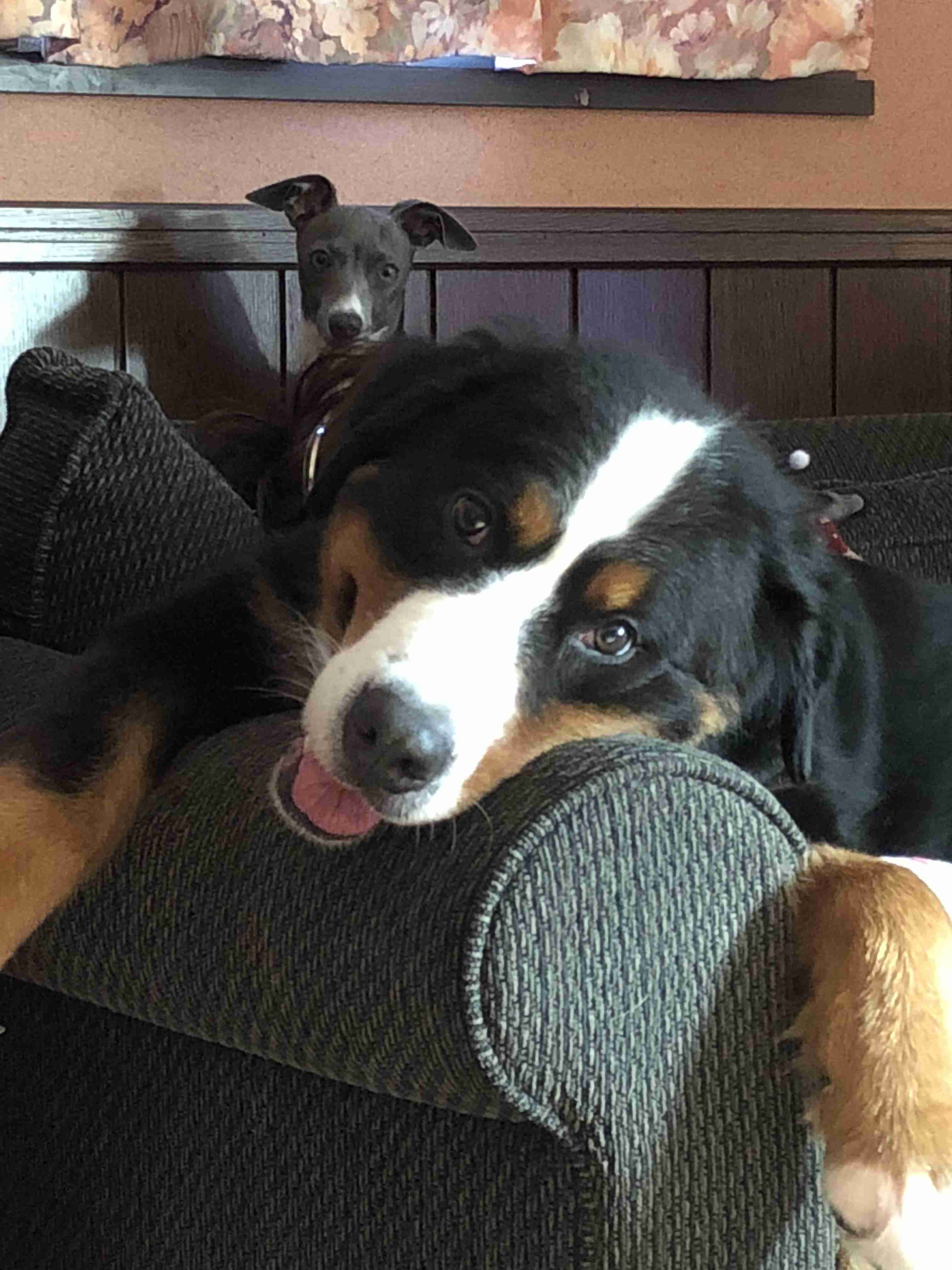 犬飼うなら何犬を飼いたい?