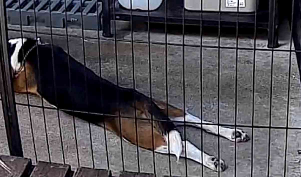 犬飼うなら何犬を飼いたい?