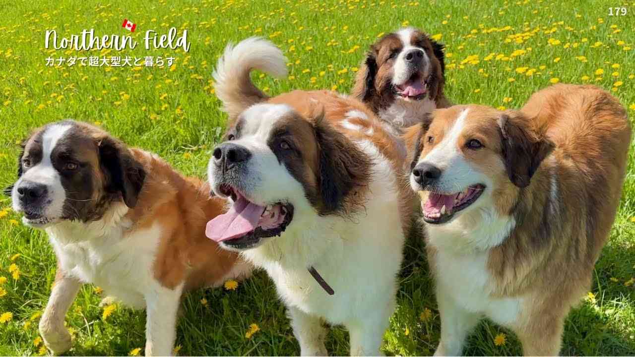 犬飼うなら何犬を飼いたい?